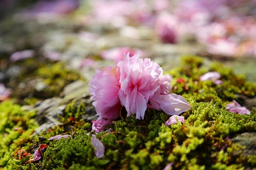 一心寺の桜20