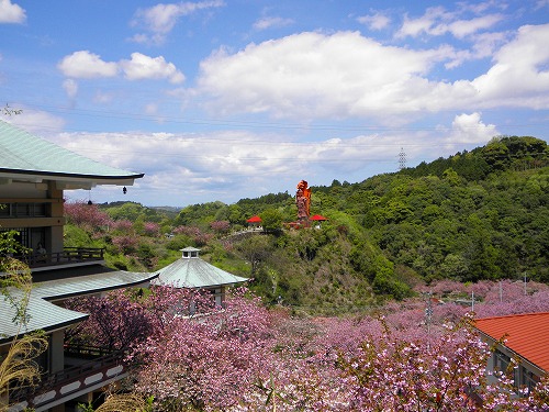 一心寺の桜19