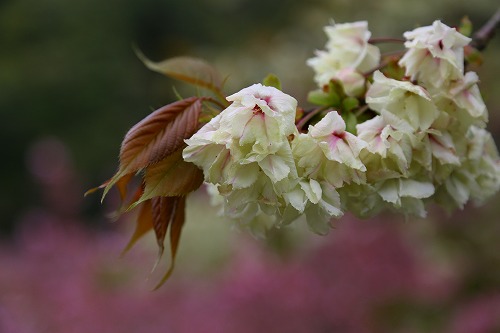 一心寺の桜7
