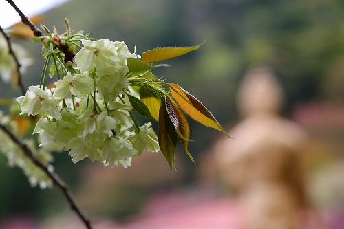 一心寺の桜9
