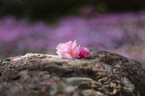 一心寺の桜21