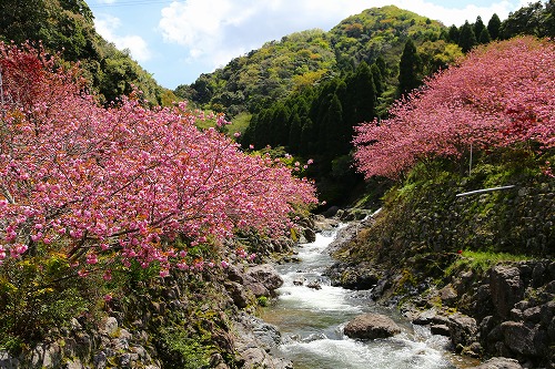 一心寺の桜13