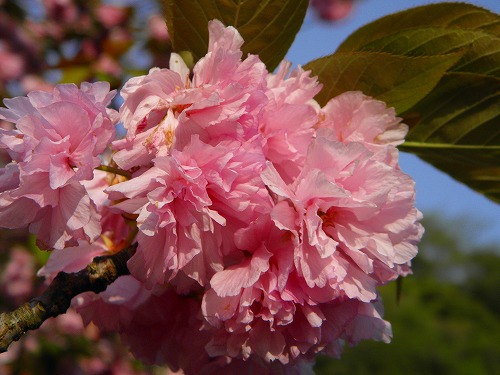 一心寺の桜14