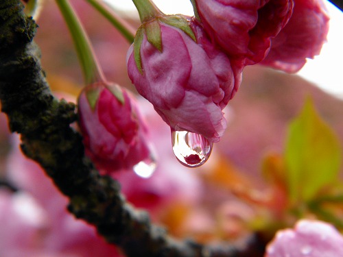 一心寺の桜16
