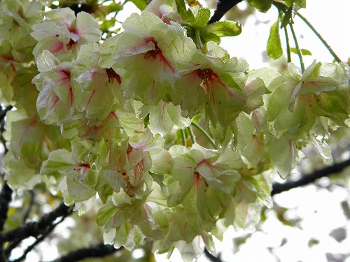 一心寺の桜17
