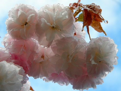 一心寺の桜18