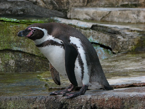 ラクテンチのペンギン2