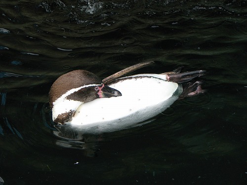 ラクテンチのペンギン3