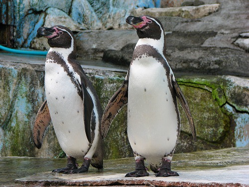 ラクテンチのペンギン4