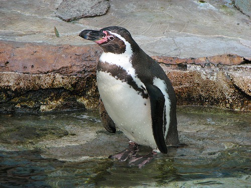 ラクテンチのペンギン6