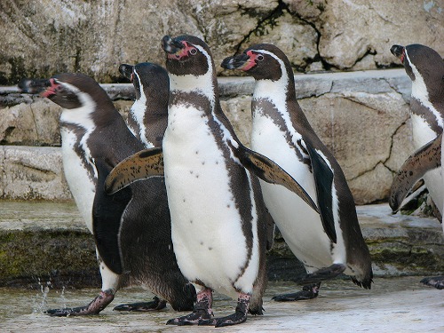 ラクテンチのペンギン8