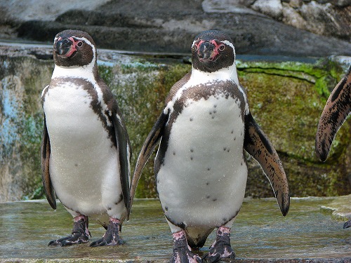 ラクテンチのペンギン9