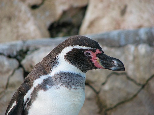ラクテンチのペンギン10