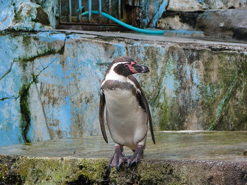 ラクテンチのペンギン11
