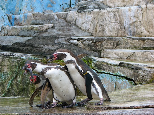 ラクテンチのペンギン12