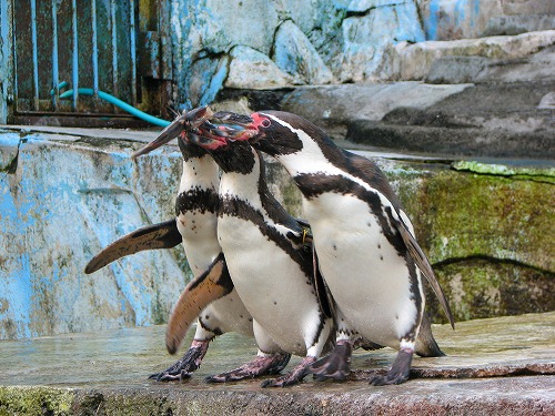 ラクテンチのペンギン13
