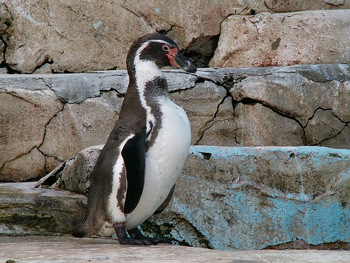ラクテンチのペンギン14