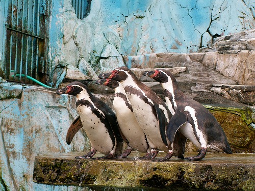 ラクテンチのペンギン18
