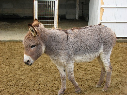 ラクテンチの動物1