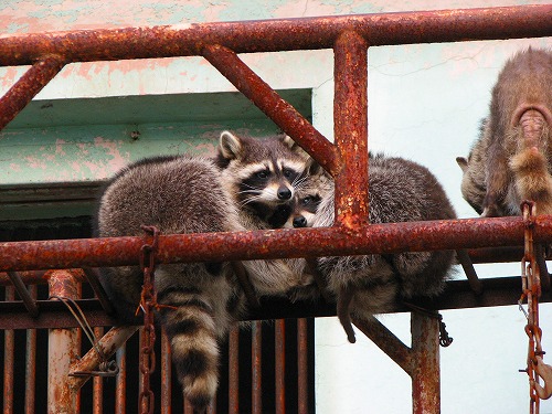ラクテンチの動物7
