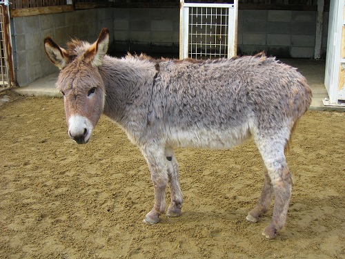 ラクテンチの動物3