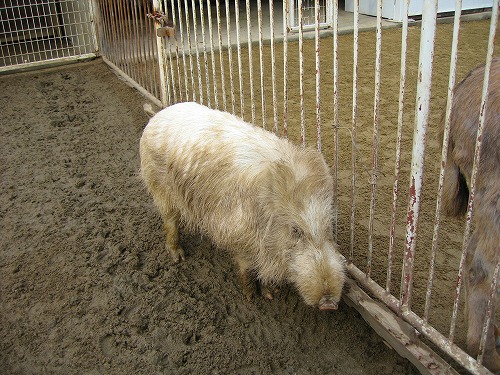 ラクテンチの動物9