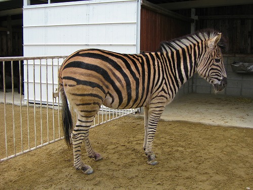 ラクテンチの動物6