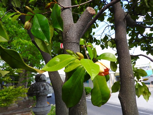 日出若宮八幡社16