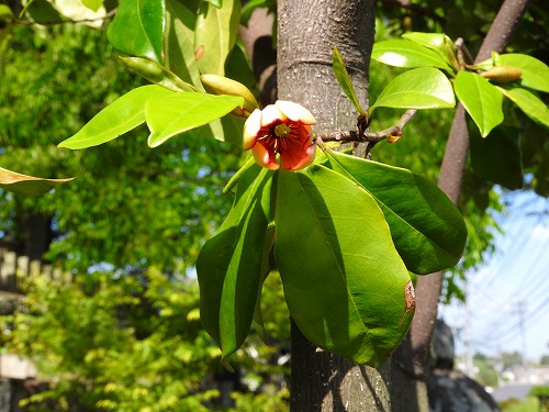 日出若宮八幡社18