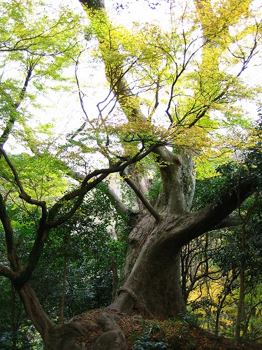 文殊仙寺山門8