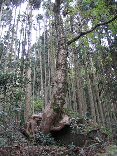 両子寺奥の院11