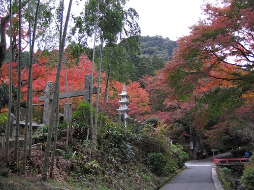両子寺の紅葉11