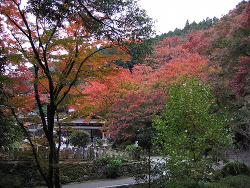 両子寺の紅葉12