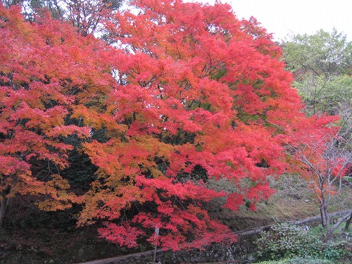 両子寺の紅葉7