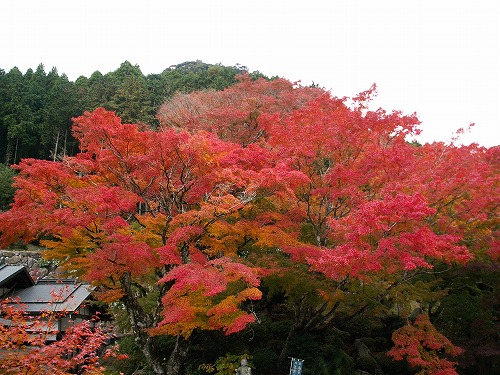 両子寺の紅葉13