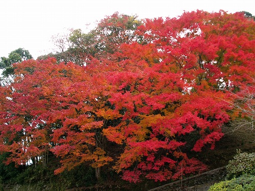 両子寺の紅葉4
