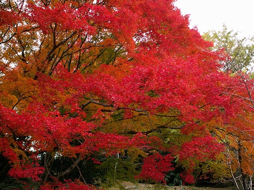 両子寺の紅葉2
