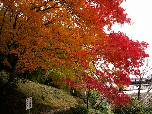 両子寺の紅葉5
