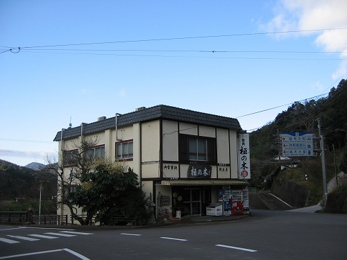 榧の木2