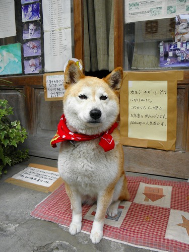 松田はきもの店9