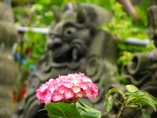 椿堂遍照院16