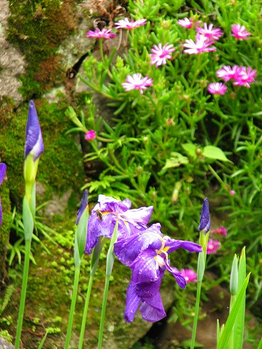 椿堂遍照院19