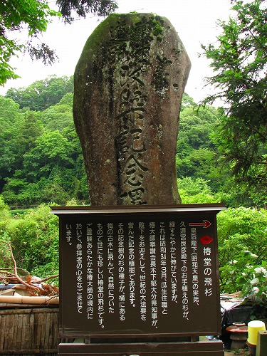 椿大堂7