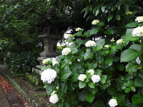 若宮八幡社のアジサイ8