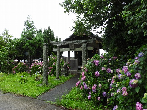 若宮八幡社のアジサイ1