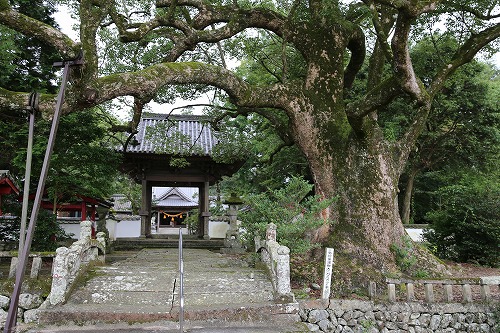 椿八幡社3