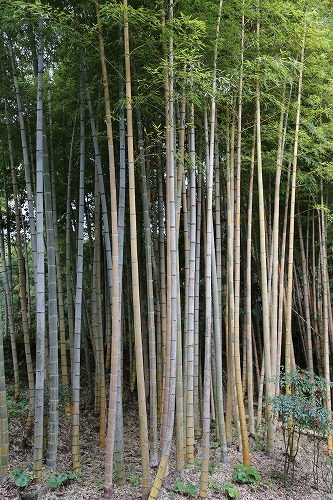 長安寺の金明孟宗竹2