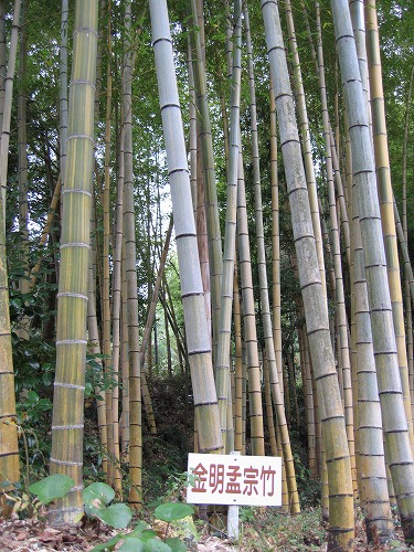 長安寺の金明孟宗竹1