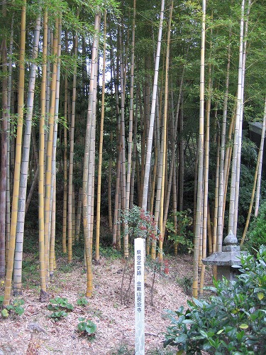 長安寺の金明孟宗竹3