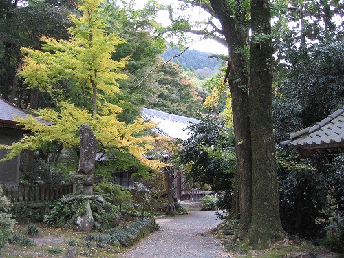 長安寺の金明孟宗竹11
